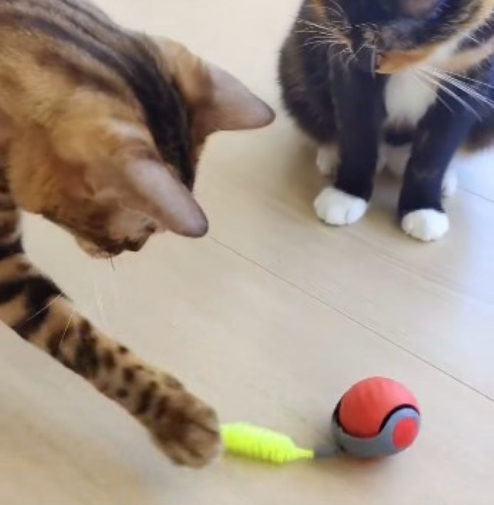 Magic interative Ball for Cats
