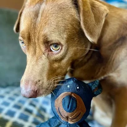 New Bear For Heavy Chewers