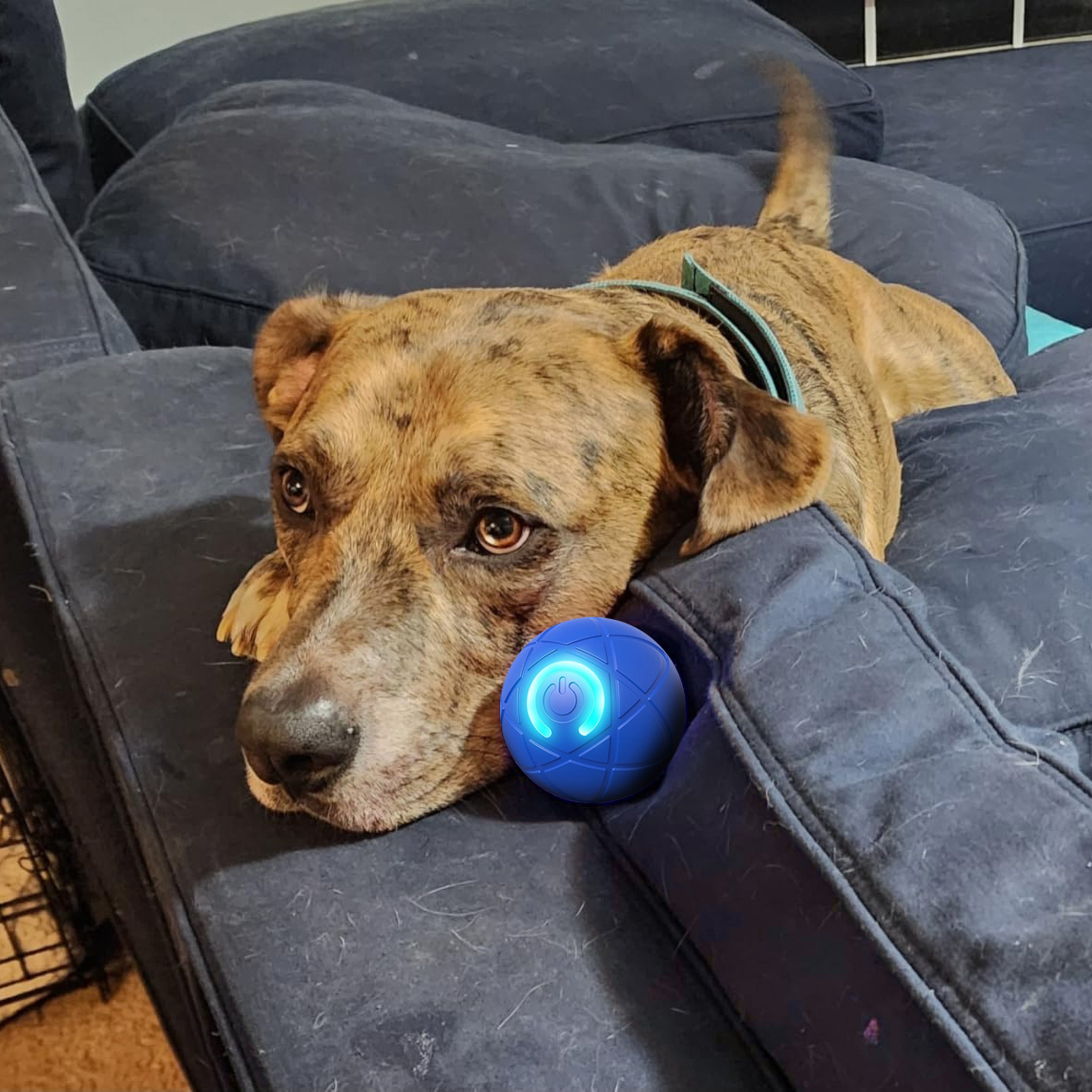Electric Rolling Pet ToyBall