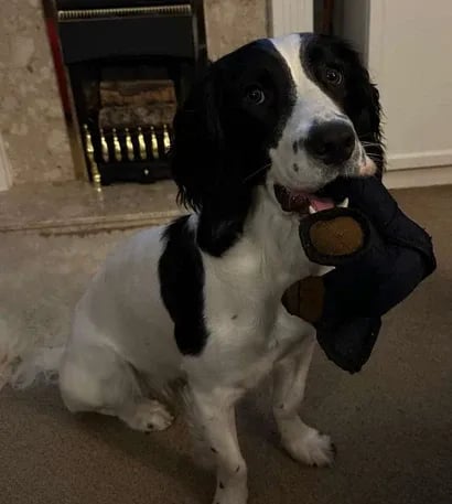 New Bear For Heavy Chewers